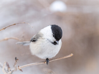 Cute bird the willow tit, song bird sitting on a branch without leaves in the winter.