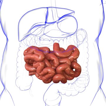 Small Intestine 3D Illustration Human Digestive System Anatomy