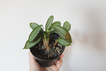 Ctenanthe Setosa 'Grey Star' plant close up 