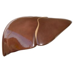 Liver 3D Illustration Human Digestive System Anatomy