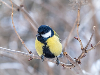 Cute bird Great tit, songbird sitting on a branch without leaves in the autumn or winter.