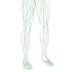 Human Lymph Nodes Anatomy For Medical Concept 3D Rendering