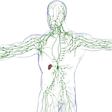 Human Lymph Nodes Anatomy For Medical Concept 3D Rendering