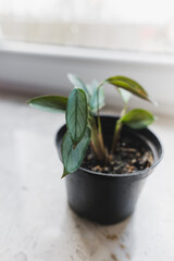Ctenanthe Setosa 'Grey Star' plant close up 