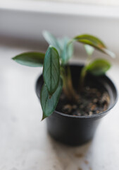 Ctenanthe Setosa 'Grey Star' plant close up 