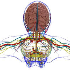 Human Brain Anatomy For Medical Concept 3D