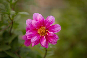 a beautiful pink dahlia bloomed alone in the garden in summer
