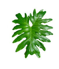 monstera leaves isolated on white background.