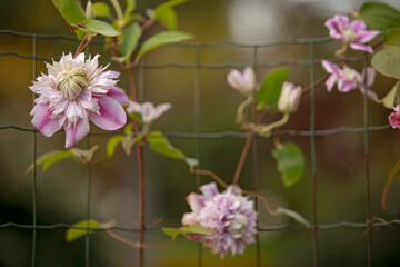 beautiful clematis in the garden park