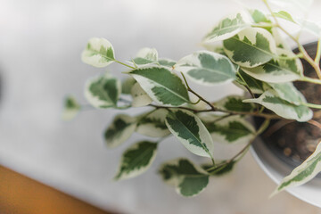 Ficus starlight with white and green leaves 