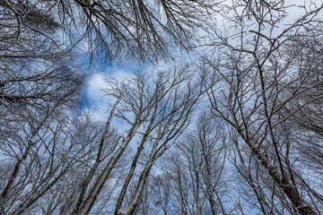 Obraz premium View of the trees covered with white snow against blue sky and clouds. Sunny winter day in nature.