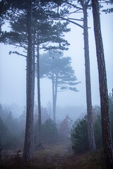 Fototapeta na wymiar misty autumn forest in the morning 