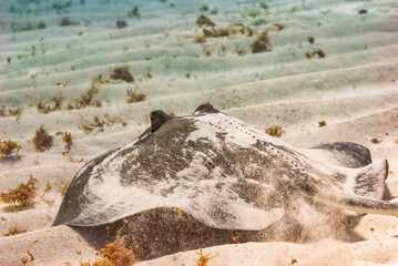 Southern Atlantic Stingray moving across the sand