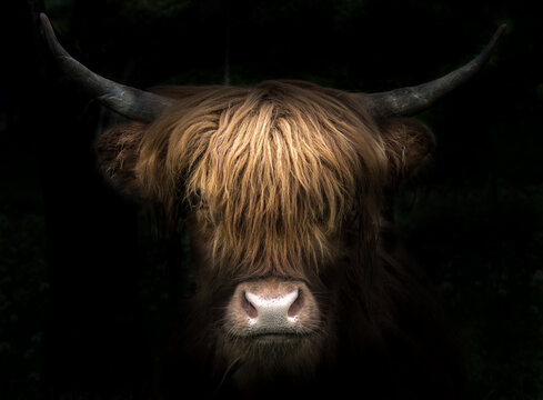 Schottisches Hochlandrind Portrait vor dunklem Hintergrund