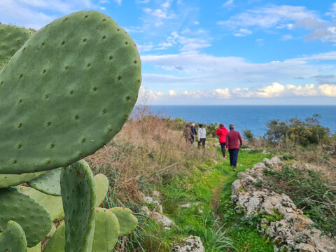 Cactus in Salento