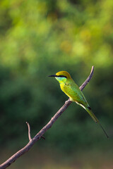 Green bee-eater sitting on wire with green background.
