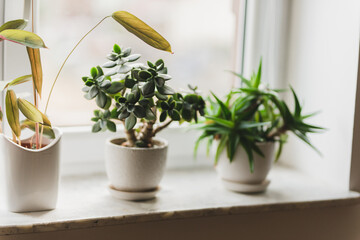 windowsill with pot plants, jade plant and aloe vera 