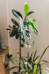 ficus cyathistipula plant with green leaves 