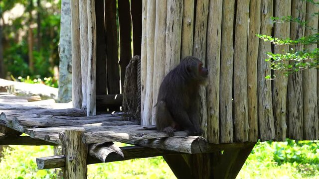Stump-tailed macaque or macaca arctoides in nature, close up. Wild asian monkey animals, Vietnam. Stump-tailed macaques are native to southeast Asia.