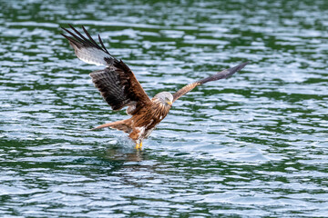 Ein Rotmilan ergreift fliegend einen Fisch aus dem See in der Seitenansicht