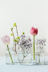 Pink tulip and fresh birch branches distorted through liquid water in glasses on white background. Vertical Spring composition.