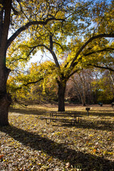 Picnic table and benches surrounded by trees in the autumn with falling leaves