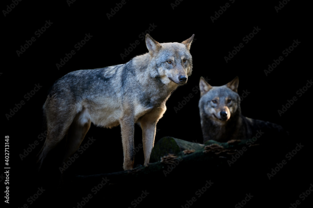 Wall mural Two wolf isolated on black background