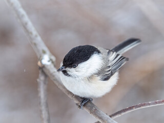 Obraz na płótnie Canvas Cute bird the willow tit, song bird sitting on a branch without leaves in the winter.