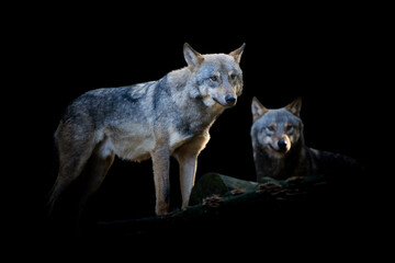 Two wolf isolated on black background