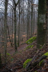 Obraz premium Autumn forest in the morning.