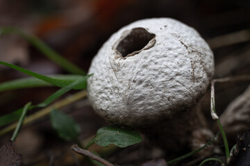White mushroom in the forest from close up macro.