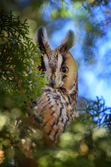 Owl sit in a tree and looking on the the camera