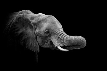 Elephant in National park of Kenya