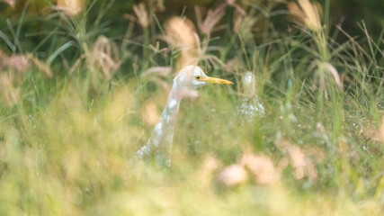 A common grey heron hiding behind a the wild grass in India forest with the nice bokeh and focus only on heron eyes.
