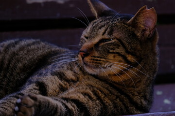 猫５