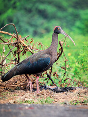 Red-naped Ibis Finding food in morning