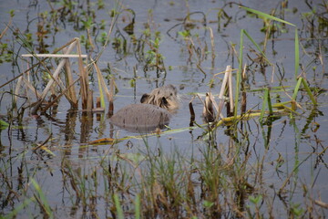 Muskrat swimming in brackish water