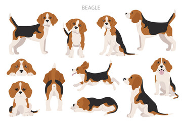 Beagle infographic. Different poses, Beagle puppy - obrazy, fototapety, plakaty