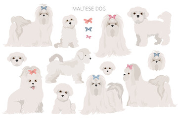 Maltese dogs in different poses. Adult and great dane puppy set - obrazy, fototapety, plakaty