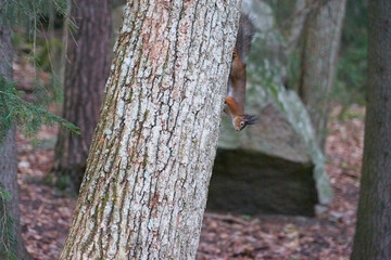 Squirrel in winter color sits in the trunk of a tree.