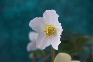 White Hellebore flower, "Christmas flower",  Helleborus niger