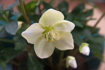 Fototapeta na wymiar White Hellebore flower, 