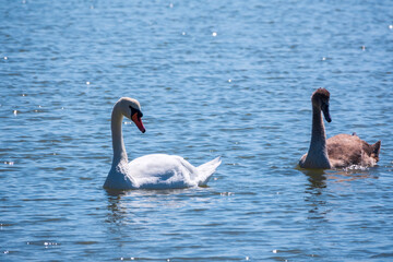 A white mute swan with orange and black beak and young brown coloured offspring with pink beak swimming in a lake with blue water on a sunny day.