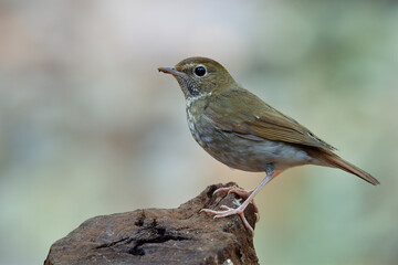 rufous-tailed robin, beautiful brown with stripe chest to chin bird perching on cut timber over fine bright background