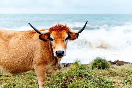 adult brown cow grazing free in the field with the sea in the background. Extense livestock farming.agriculture industry, farming and animal husbandry concept