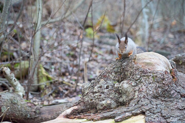 Squirrel in winter color sits on a stump in the woods.