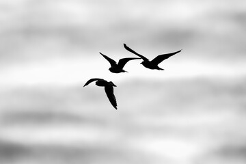 Vögel am Himmel als Silhouette 