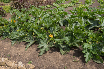 Home Grown Organic Summer Flowering Courgette or Zucchini Plants (Cucurbita pepo) Growing on an Allotment in a Vegetable Garden in Rural Somerset, England, UK