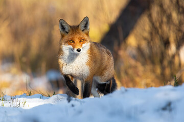 Naklejka na ściany i meble Red fox, vulpes vulpes, standing on snowy meadow in wintertime nature. Orange mammal looking with leg up on snow in winter. Fured predator watching on white glade.