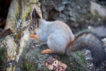 Squirrel in winter color sits on the stone in woods and eats nuts.